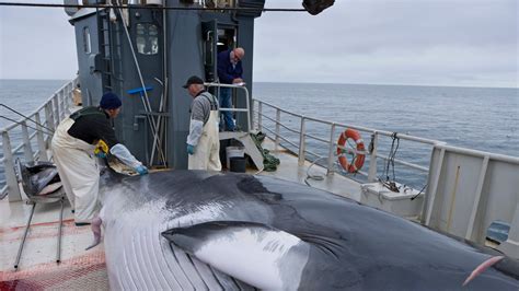 La sconfitta della caccia alle balene è ancora lontana